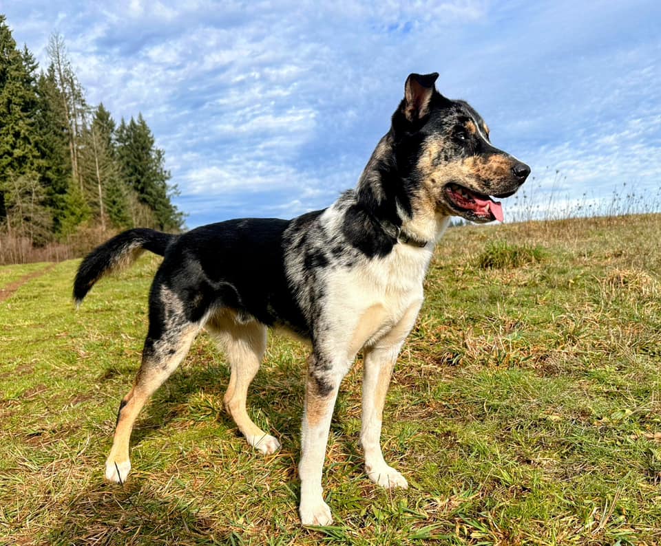 dog%201.jpeg