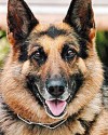 k9-dakota.jpeg